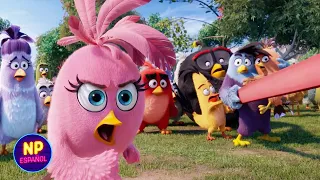 "Mantén alas, patas y pico dentro de la resortera..." | Angry Birds La Película (2016) | Now Español