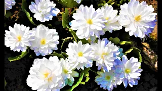 An amazingly beautiful winter-hardy perennial that blooms even in the shade!