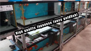 Japanese KOI and GOLDFISH facility tour | @RyoWatanabee