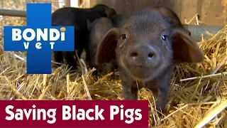 🐷 Saving Black Pigs from Extinction