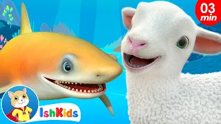 Baby Shark + Baa Baa Black Sheep | Baby Songs | Nursery Rhymes | IshKids