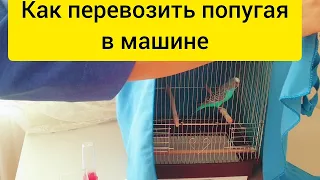 Как перевозить попугая в машине || Как подготовить попугая к перевозке в клетке в машине