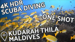 4K HDR Scuba Diving - One Shot - Kudarah Thila, South Ari Atoll, Maldives