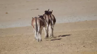 Kiang - Tibetan Wild Ass (Equus kiang), Tso Kar, Ladakh.