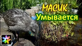 🐥🤗 #10 Птенец морской чайки Масик умывается