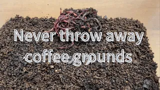 What to do with used coffee grounds? #vermicompost #recycle #sdgs #earthworm