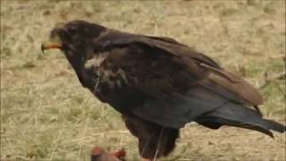 Bateleur eats a killed baby baboon