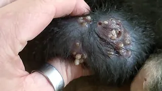 mangoworms  removal in dog puppy | removing mango worms in dog