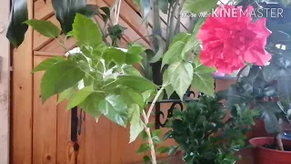 Гибискус, китайская роза