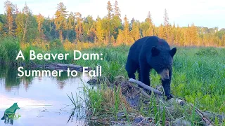 A beaver dam: summer to fall