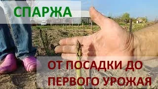 Спаржа от посадки до первого урожая