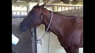 HorseBellyRub.AVI