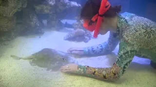 Pregnant stingray expecting miracle birth at NC aquarium
