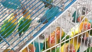 Love Birds Playing And Singing Live