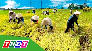 Giá lúa gạo tại ĐBSCL tiếp tục tăng | THDT