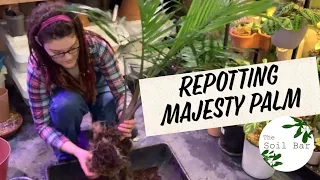 Repotting a Majesty Palm how to amend soil, pest treatment and prevention and other repotting tips