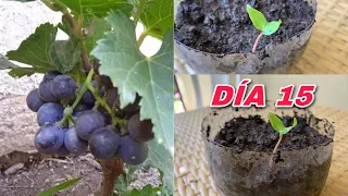 Como Germinar semillas de uva 🍇 con el mejor metedo y más rápidos