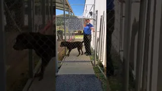 Lost dog reunited with owner