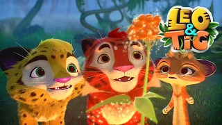 LEO and TIG 🦁 School Time 📚🖌️ Episodes collection🐯Good Animated 💚 Moolt Kids Toons Happy Bear