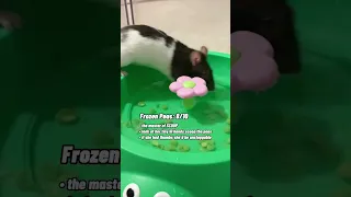Rating The Way My Pet Rats Hold Different Foods