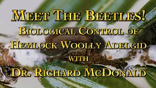 Meet the Beetles! Biological Control of Hemlock Woolly Adelgid