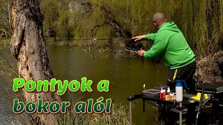 DOVIT METHOD FEEDER - Pontyok a bokor alól