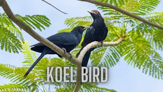 Asian Koel Super Sound - Asian Koel Sound Effect