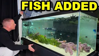 OVER 30 FISH ADDED to the saltwater algae AQUARIUM!  - The king of DIY