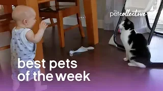 Cat and Baby Playtime | Best Pets of the Week