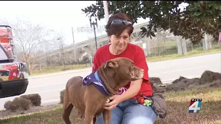 ‘Full of Love’ adoption event aims to get hundreds of dogs out of kennels and into fur-ever homes