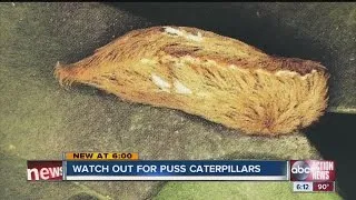 Florida Poison Control warns of puss caterpillar