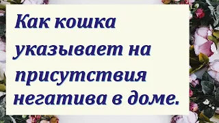 КАК простая КОШКА УКАЗЫВАЕТ НА ПРИСУТСТВИЕ НЕГАТИВА В ДОМЕ? Признаки нечистой силы в доме