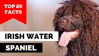 99% of Irish Water Spaniel Dog Owners Don't Know This