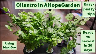 Growing Cilantro in AHopeGarden Hydroponics from Seed to Harvest: 20 Days