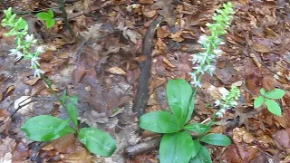 Любка дволиста лат. Platanthera bifolia. Рідкісний вид, занесений до Червоної книги України.