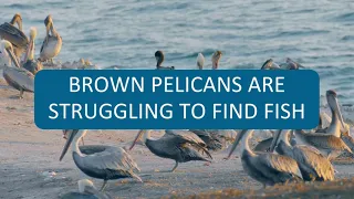 Brown Pelicans Are Struggling to Find Fish