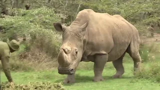 Sudan, the world's last male northern white rhino, dies