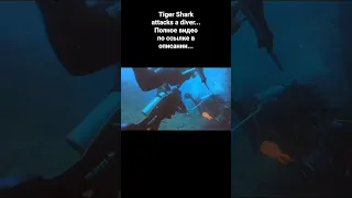 Тигровая Акула напала на ДАЙВЕРА... Tiger Shark attacks a Diver #shark #tigershark #greatwhiteshark