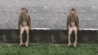 A Monkey That Sits Like This