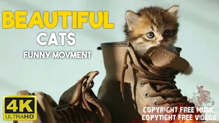 Baby Cats Cute and Funny  Videos Compilation Beautiful Animals 4K (ULTRA HD) video Collection 2160p
