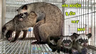 Khởi Nghiệp Nuôi Chồn Hương Nên Bắt Đầu Từ Đâu?Nuôi Ít Hay Nuôi Nhiều?/Góc Chăn Nuôi