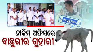 Odisha man takes ailing calf to Collector’s office, seeks treatment