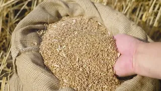 Food Security: Wheat Facts