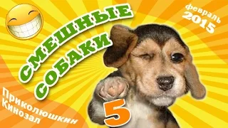 Смешные собаки 5 ● Приколы с животными 2015 ● Funny Dogs · part 5 ● Finny vine compilation 2015