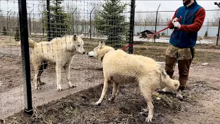 Огромный как полярный волк 😱‼️Алмаз перегрыз поводок и убежал. В год всех перегнал по росту.