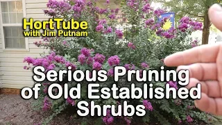 Pruning Old Established Shrubs Very Hard - When to Prune Flowering Shrubs