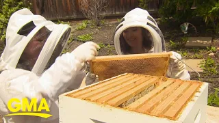Teens fight to save bees