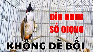 luyện cho chào mào bổi hót | chào mào luyện giọng hót sáng kích bổi yếu lửa ra âm. chào mào hót sáng