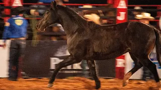 MELHORES MONTARIAS em CUTIANO - SEXTA FEIRA | CAJAMAR-SP 2024