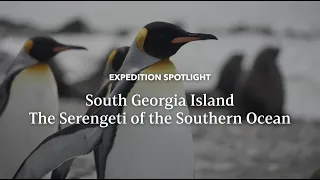 Serengeti of the Southern Ocean | Expedition Spotlight | Lindblad Expeditions